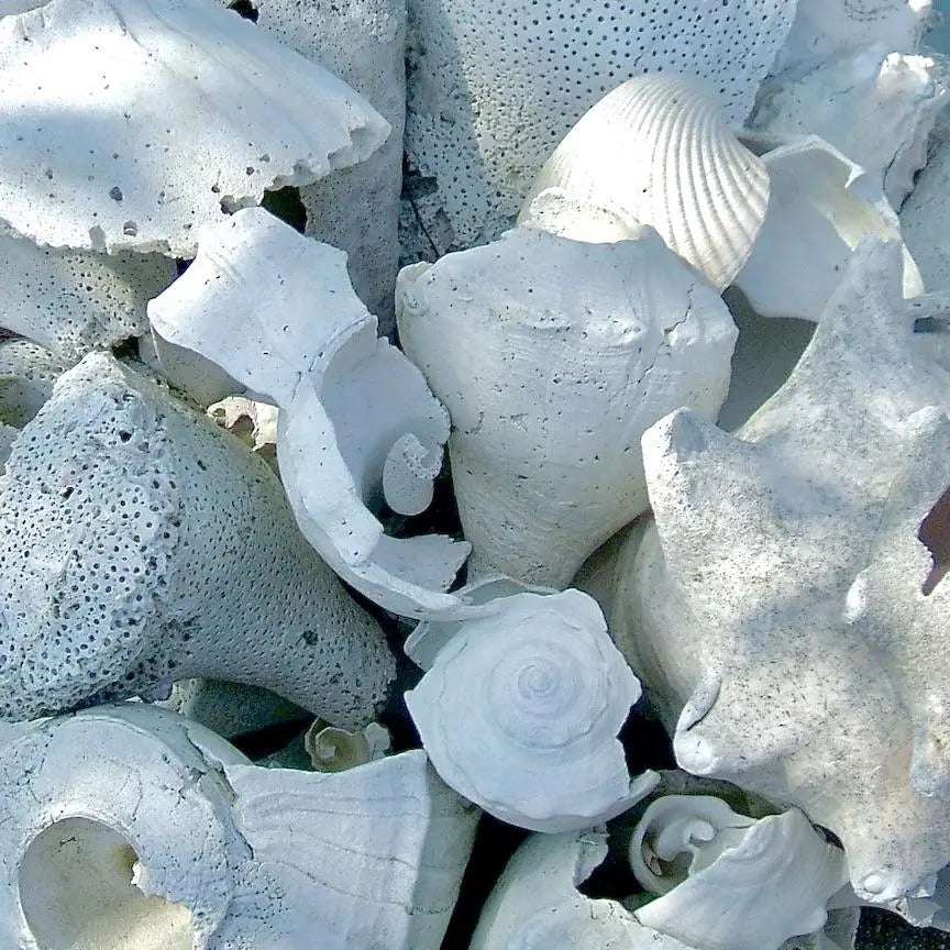 Aquamarine, amazonite, and crystal gemstones line the inside of our sterling silver nautilus shell earrings with gold filled wire